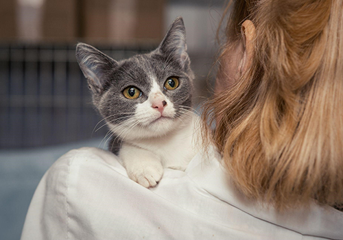 vet is carrying the cat