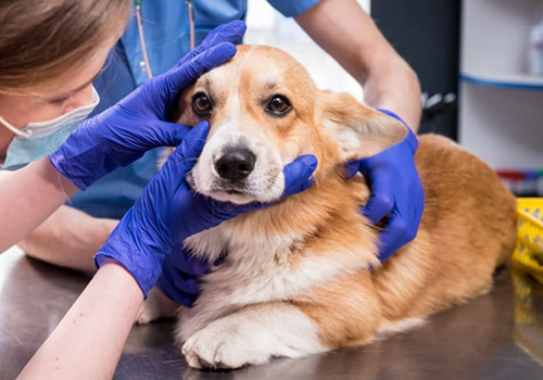 vet is checking out the dog