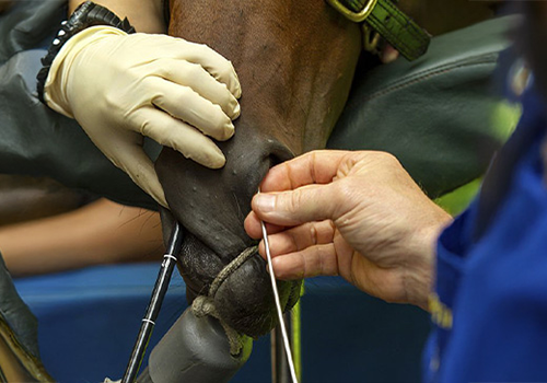 Maag- en luchtwegscopie paard