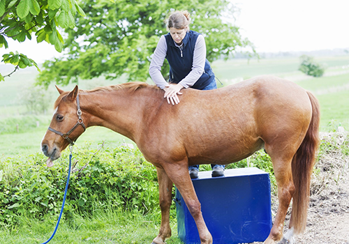 paard chiropractie