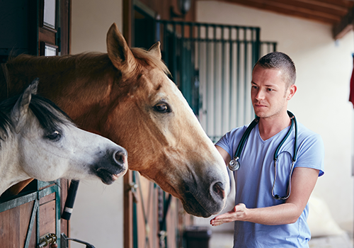 horses with the vet