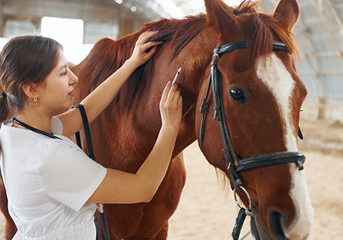 horses with the vet
